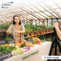 Woman in greenhouse. She is standing at table that has vegetables on it. A man is recording her on a camera on a tripod.