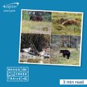 Photo collage of bear, fox and birds in a nature setting.