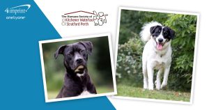 Photo collage of dogs outdoors. Photo credit: Kinsey Winger Photography.