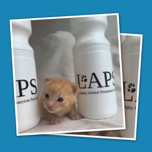 Kitten on table next to branded water bottle. 