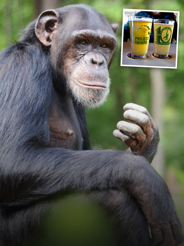 photo of an ape with a small photo in top corner of branded glasses from Project Chimp organization