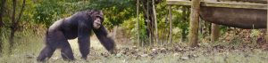 Chimp walking in an enclosure. 