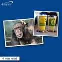 Photo collage of a chimp and two pints of beer.