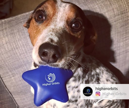 An Instagram post of a dog with promotional stress ball in the shape of a star in his mouth